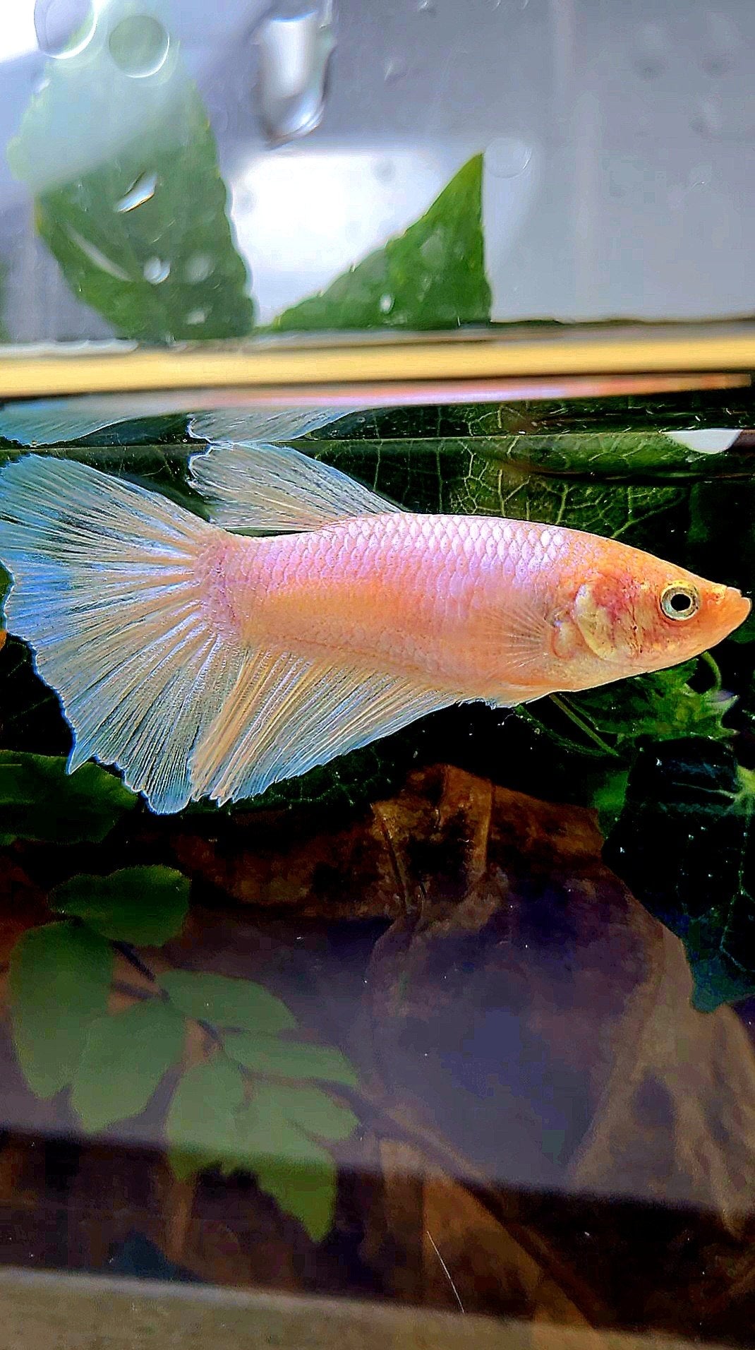XL FEMALE HALFMOON WHITE OPAQUE BETTA FISH