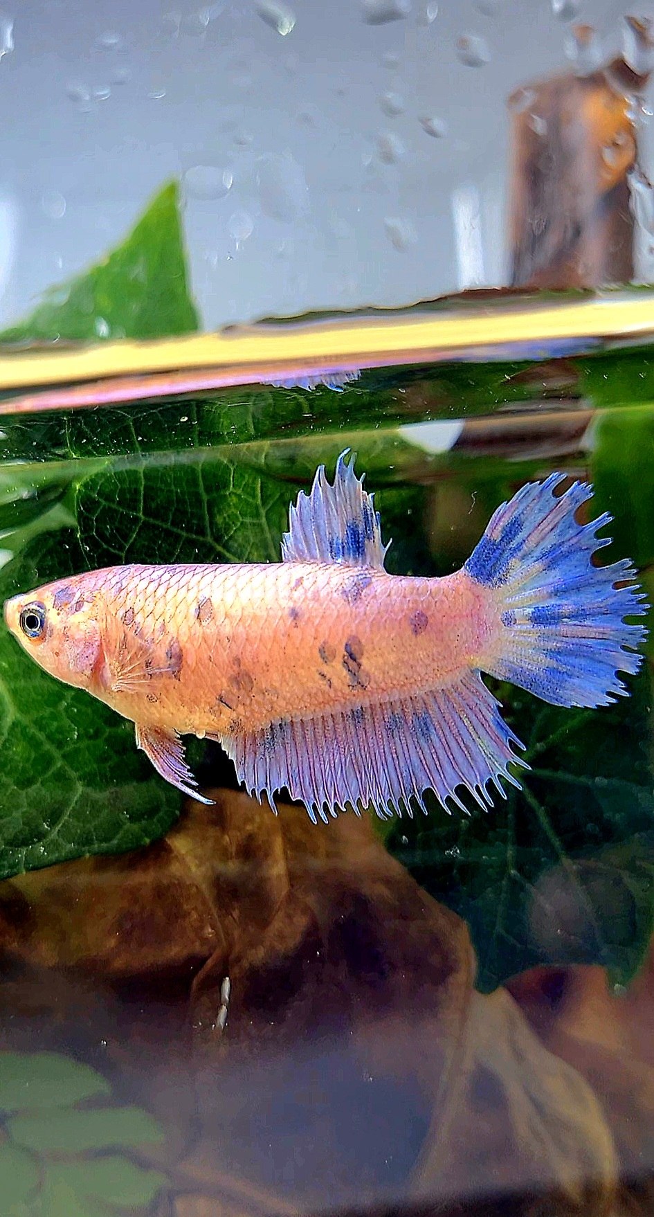 FEMALE CROWNTAIL PLAKAT PURPLE DOTS MARBLE BETTA FISH
