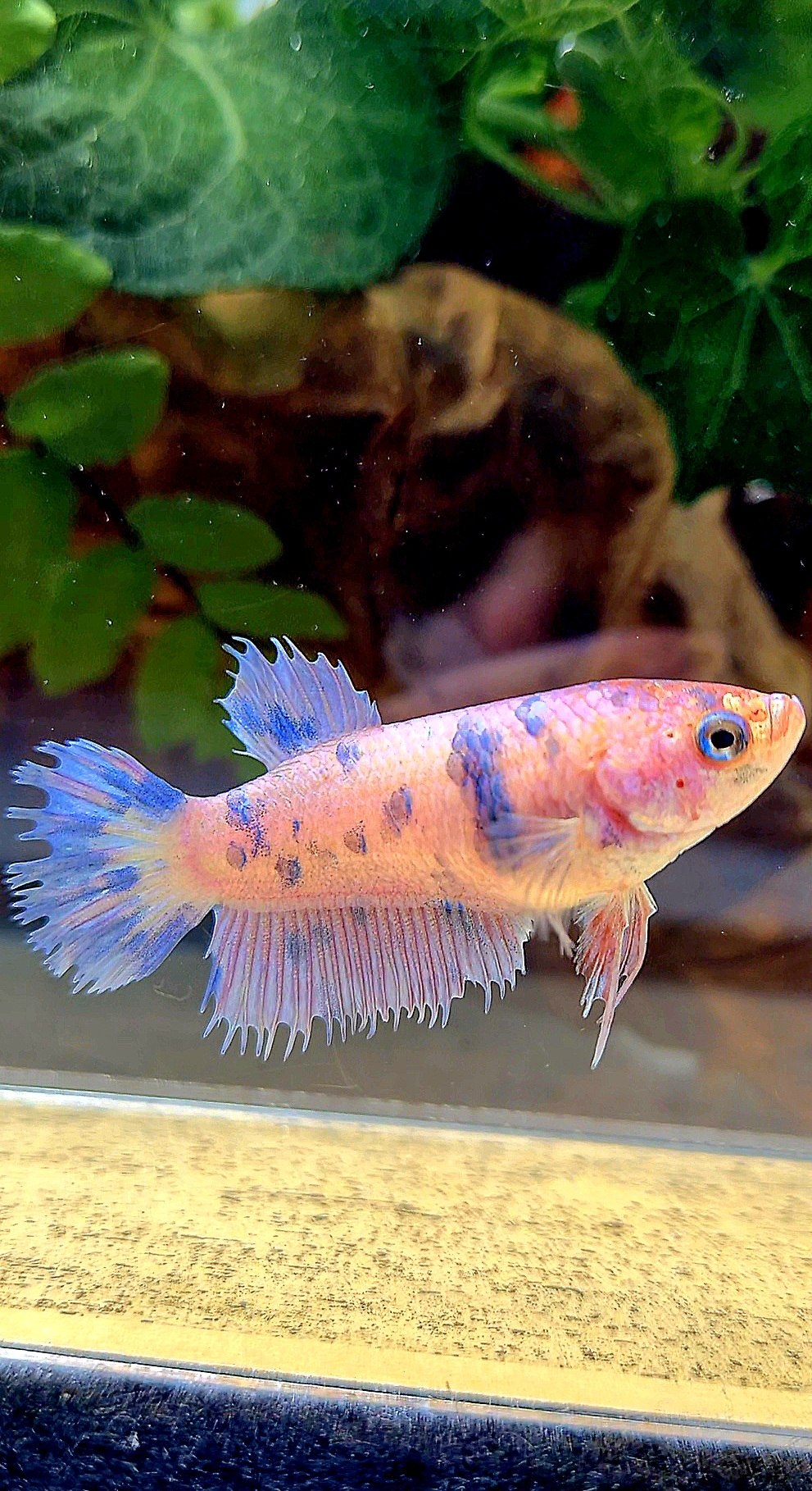FEMALE CROWNTAIL PLAKAT PURPLE DOTS MARBLE BETTA FISH