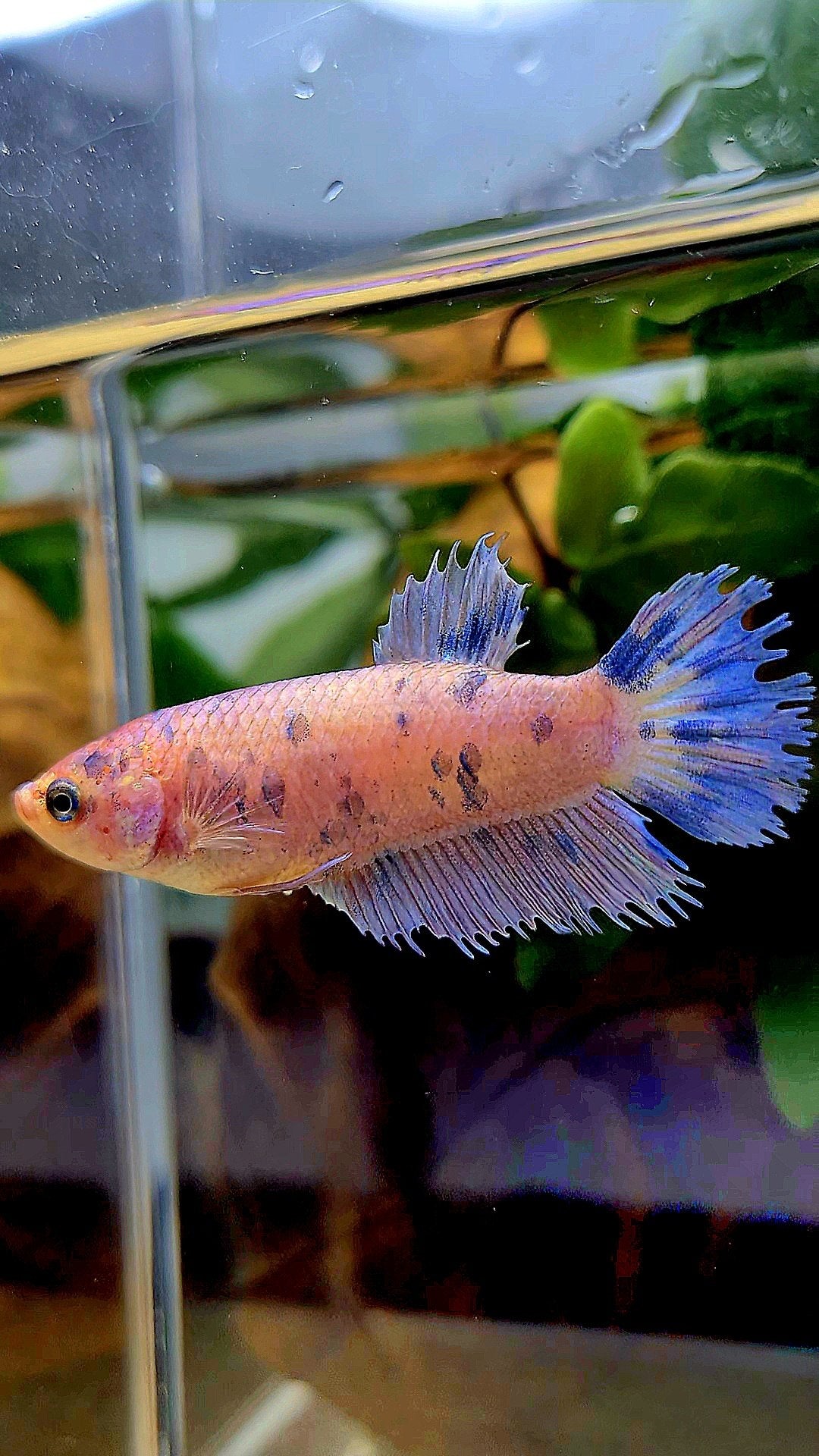 FEMALE CROWNTAIL PLAKAT PURPLE DOTS MARBLE BETTA FISH