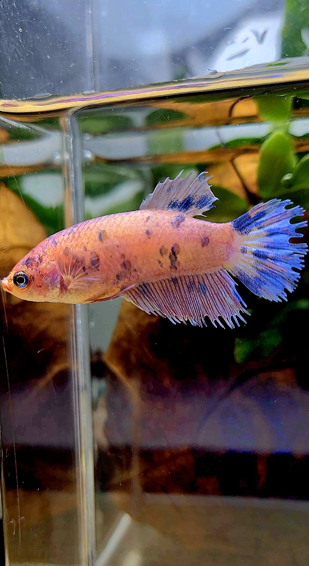 FEMALE CROWNTAIL PLAKAT PURPLE DOTS MARBLE BETTA FISH