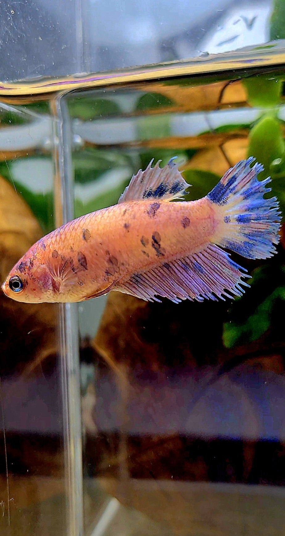 FEMALE CROWNTAIL PLAKAT PURPLE DOTS MARBLE BETTA FISH
