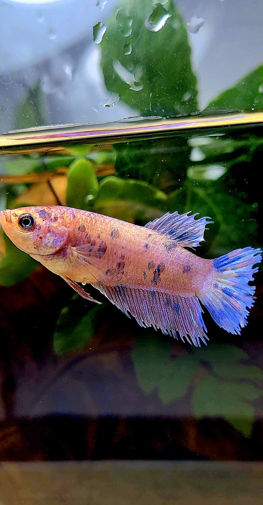 FEMALE CROWNTAIL PLAKAT PURPLE DOTS MARBLE BETTA FISH