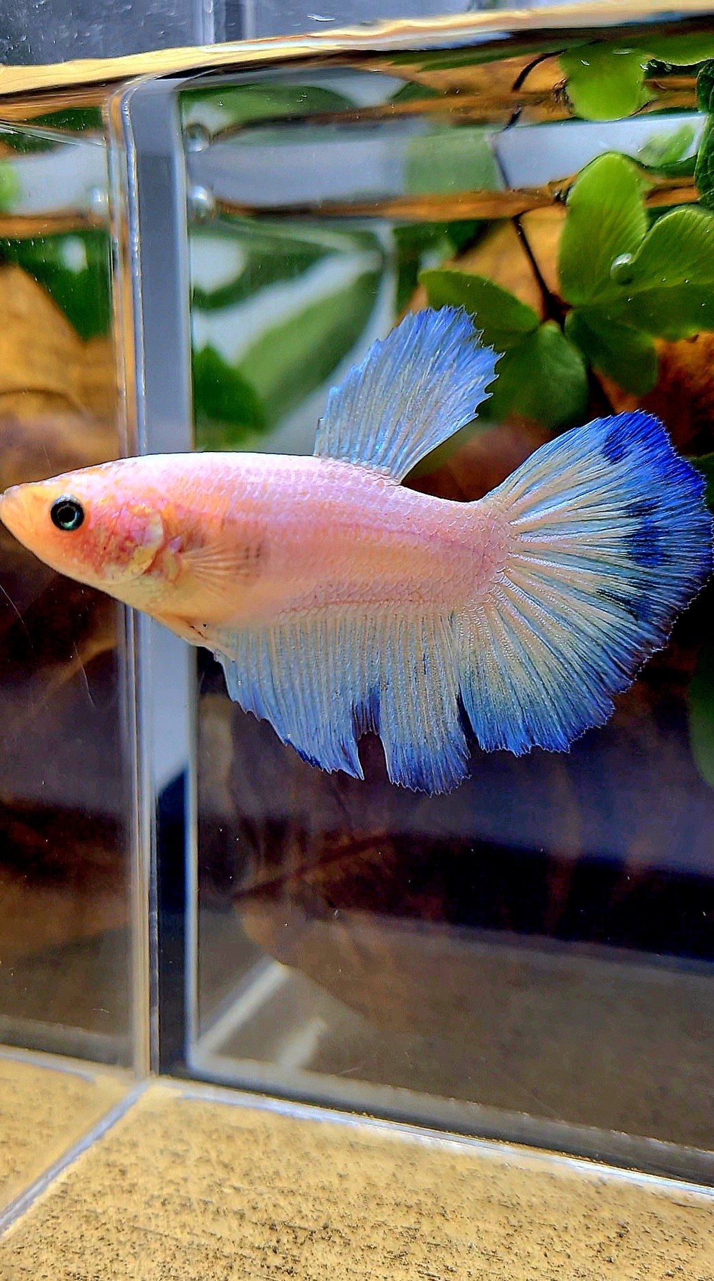 XL FEMALE HALFMOON BLUE RIM BETTA FISH