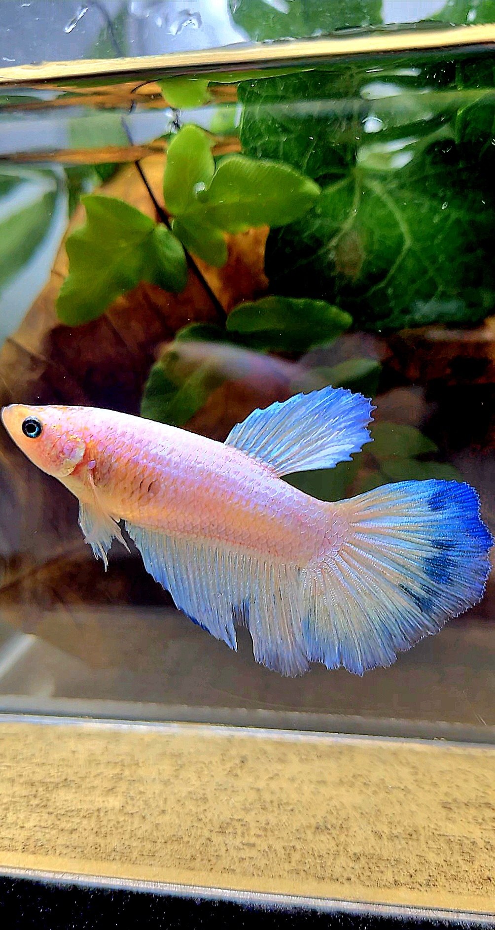 XL FEMALE HALFMOON BLUE RIM BETTA FISH