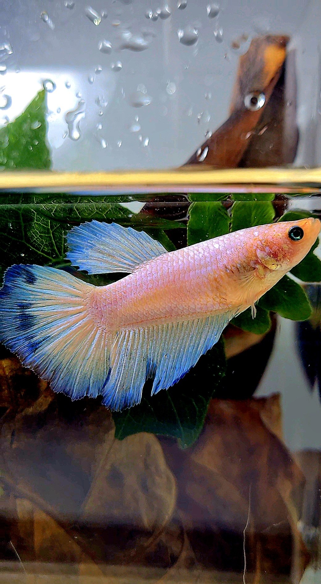 XL FEMALE HALFMOON BLUE RIM BETTA FISH