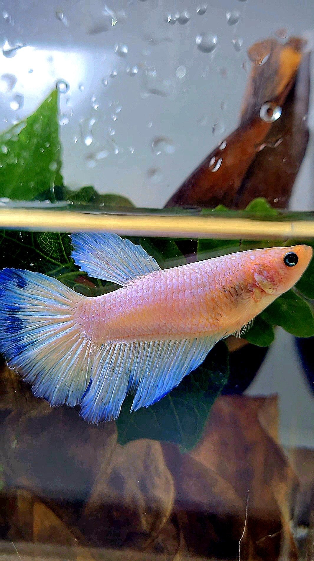 XL FEMALE HALFMOON BLUE RIM BETTA FISH