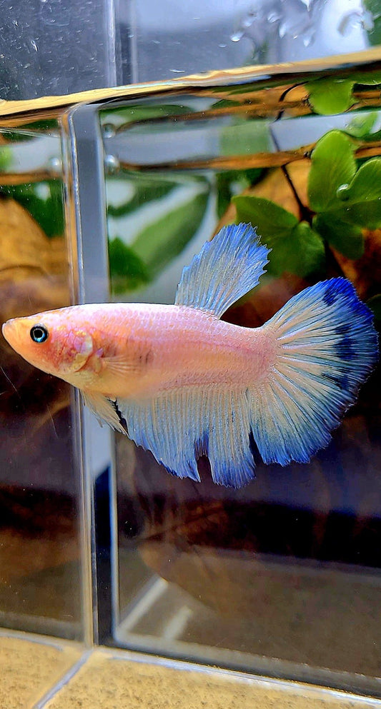 XL FEMALE HALFMOON BLUE RIM BETTA FISH