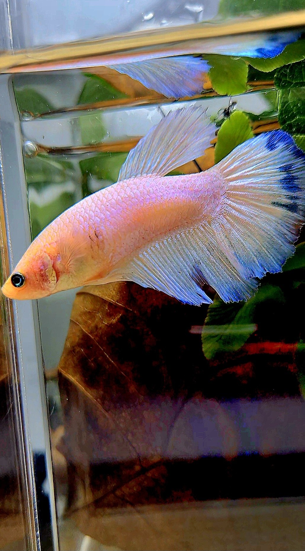 XL FEMALE HALFMOON BLUE RIM BETTA FISH