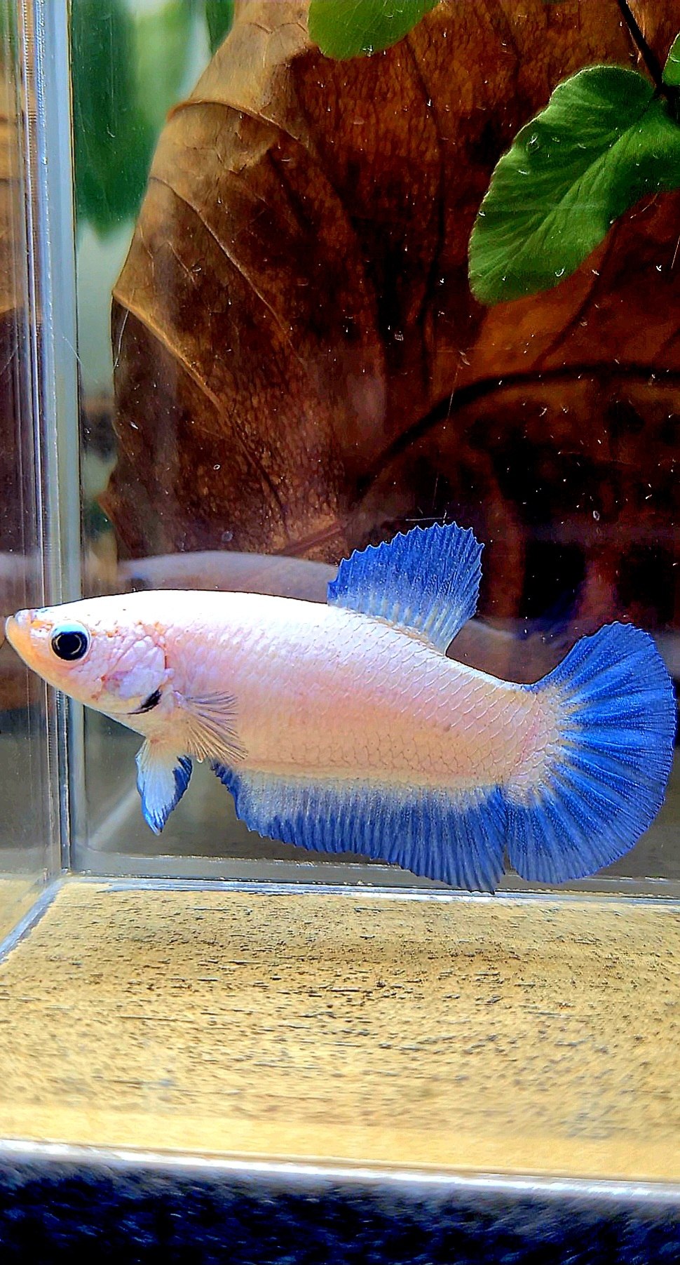 FEMALE PLAKAT BLUE RIM BETTA FISH