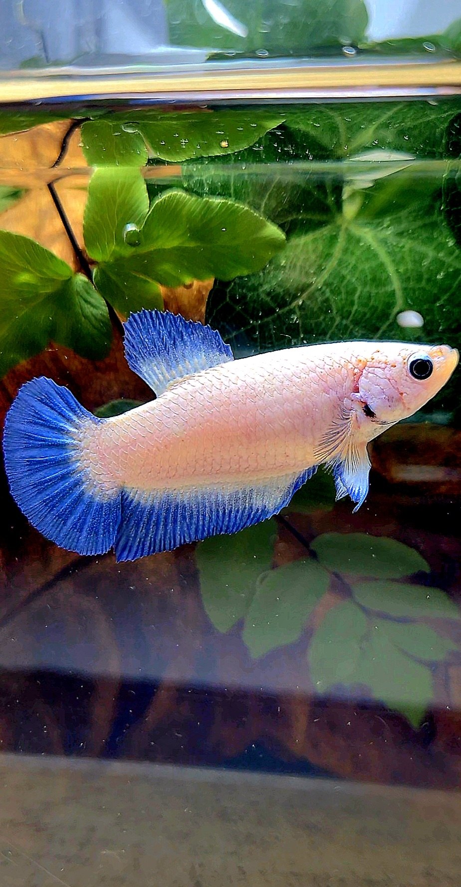 FEMALE PLAKAT BLUE RIM BETTA FISH