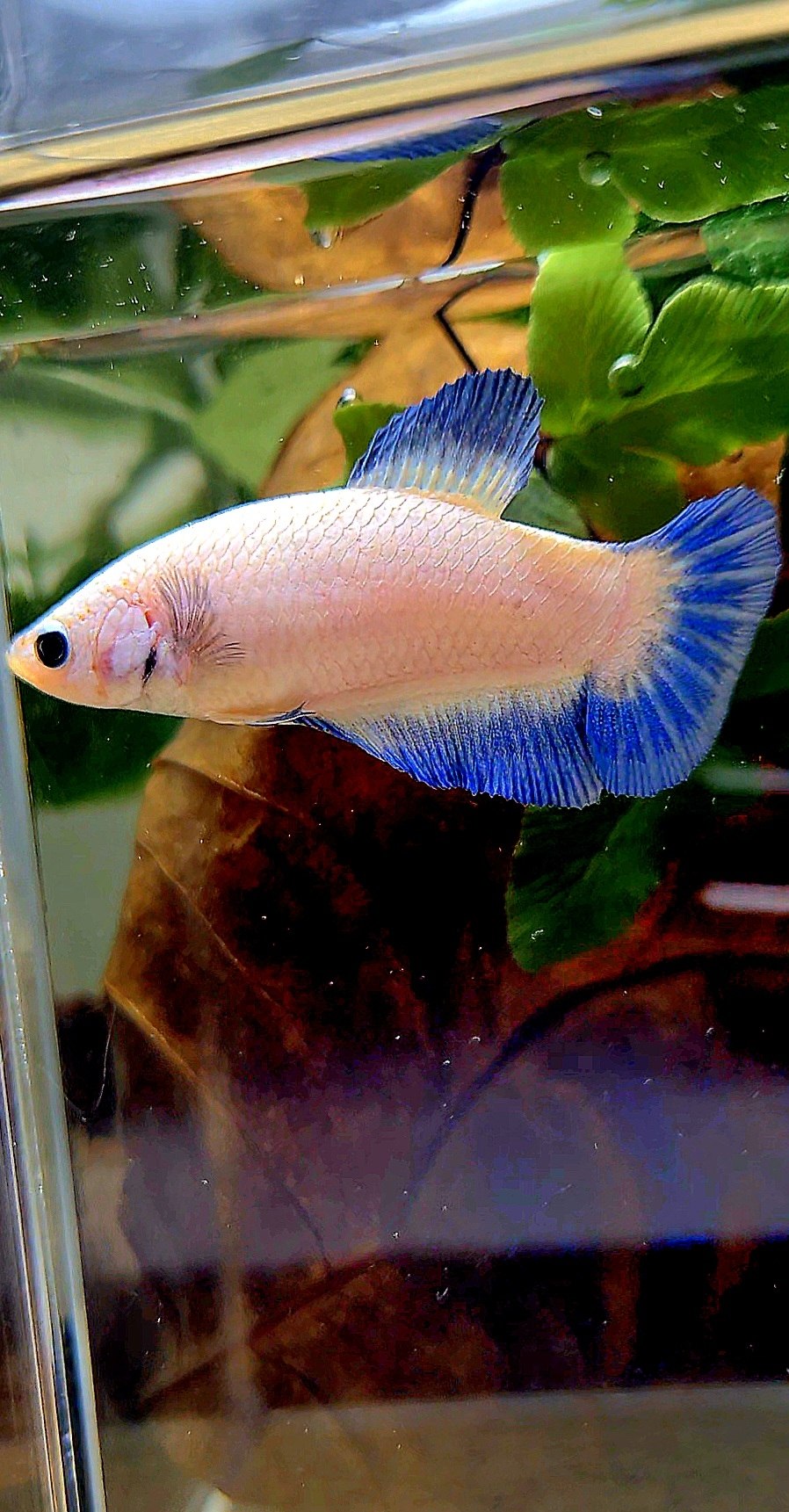 FEMALE PLAKAT BLUE RIM BETTA FISH
