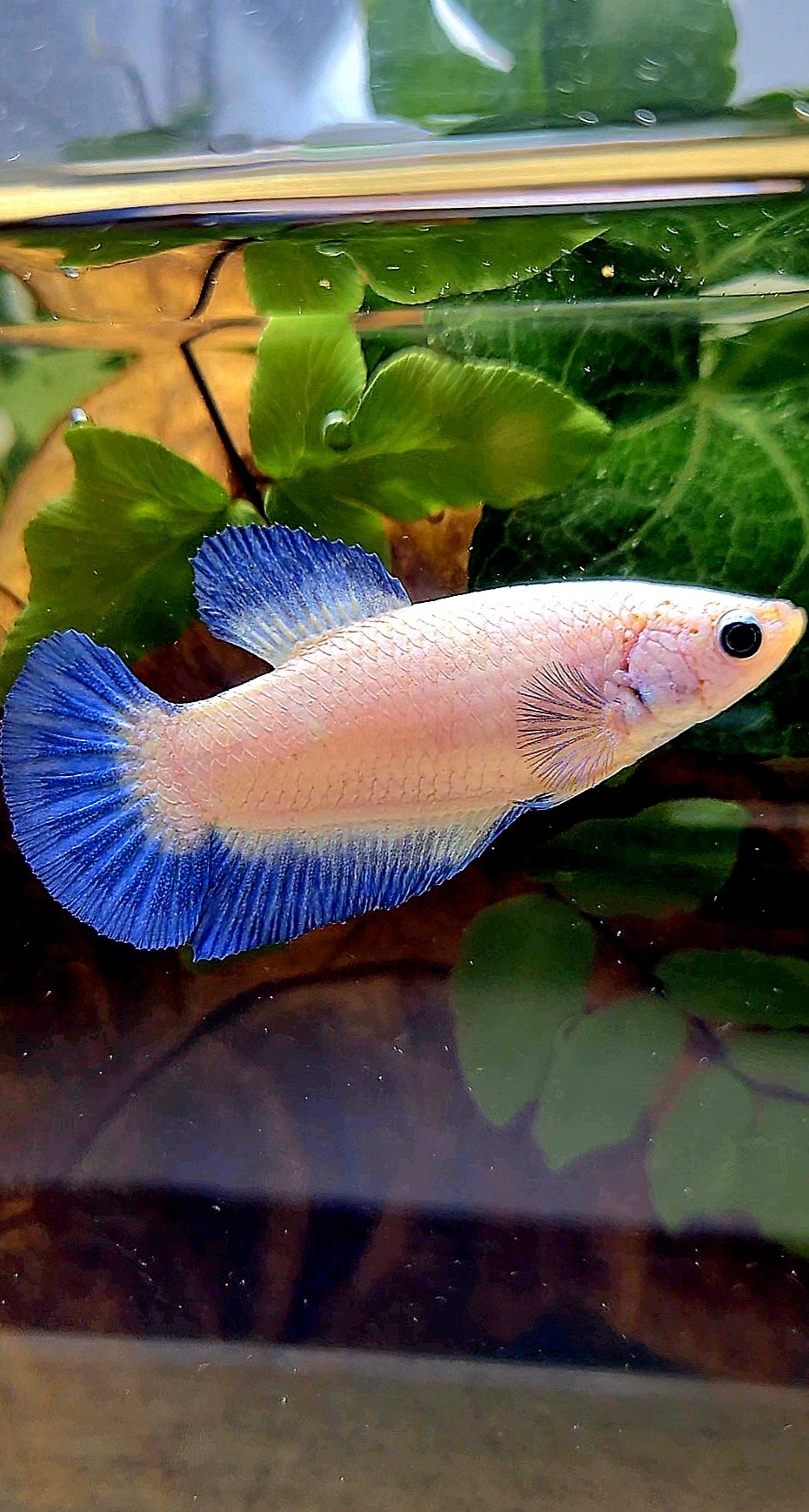 FEMALE PLAKAT BLUE RIM BETTA FISH