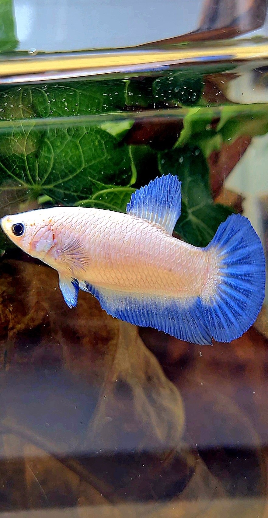FEMALE PLAKAT BLUE RIM BETTA FISH