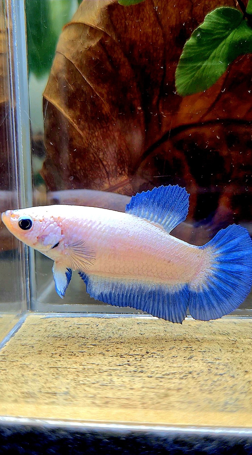 FEMALE PLAKAT BLUE RIM BETTA FISH