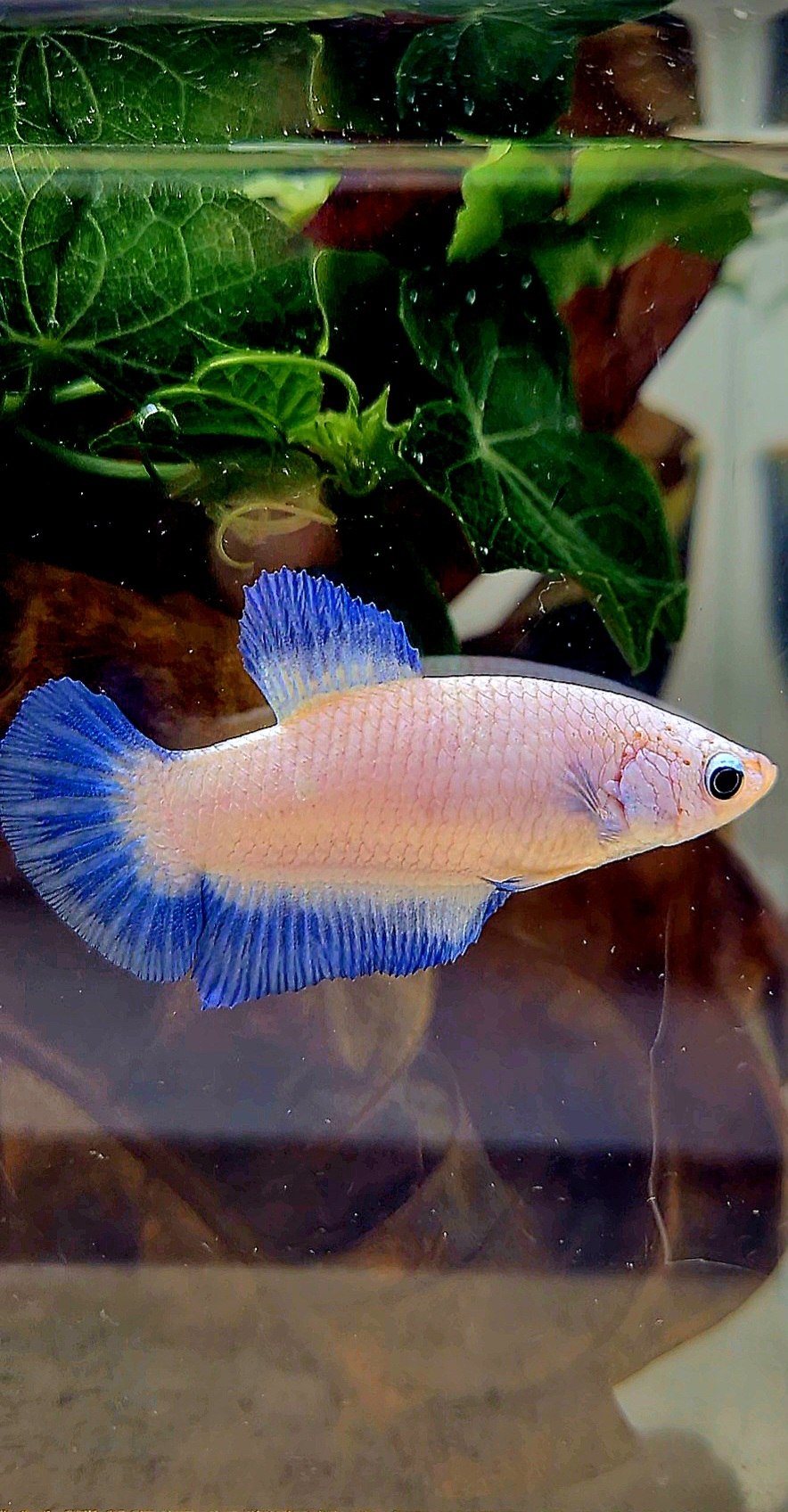 FEMALE PLAKAT BLUE RIM BETTA FISH