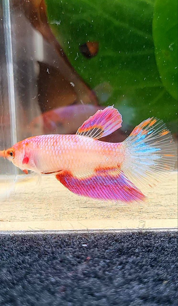 FEMALE HALFMOON PINK AOC UNIQUE BETTA FISH