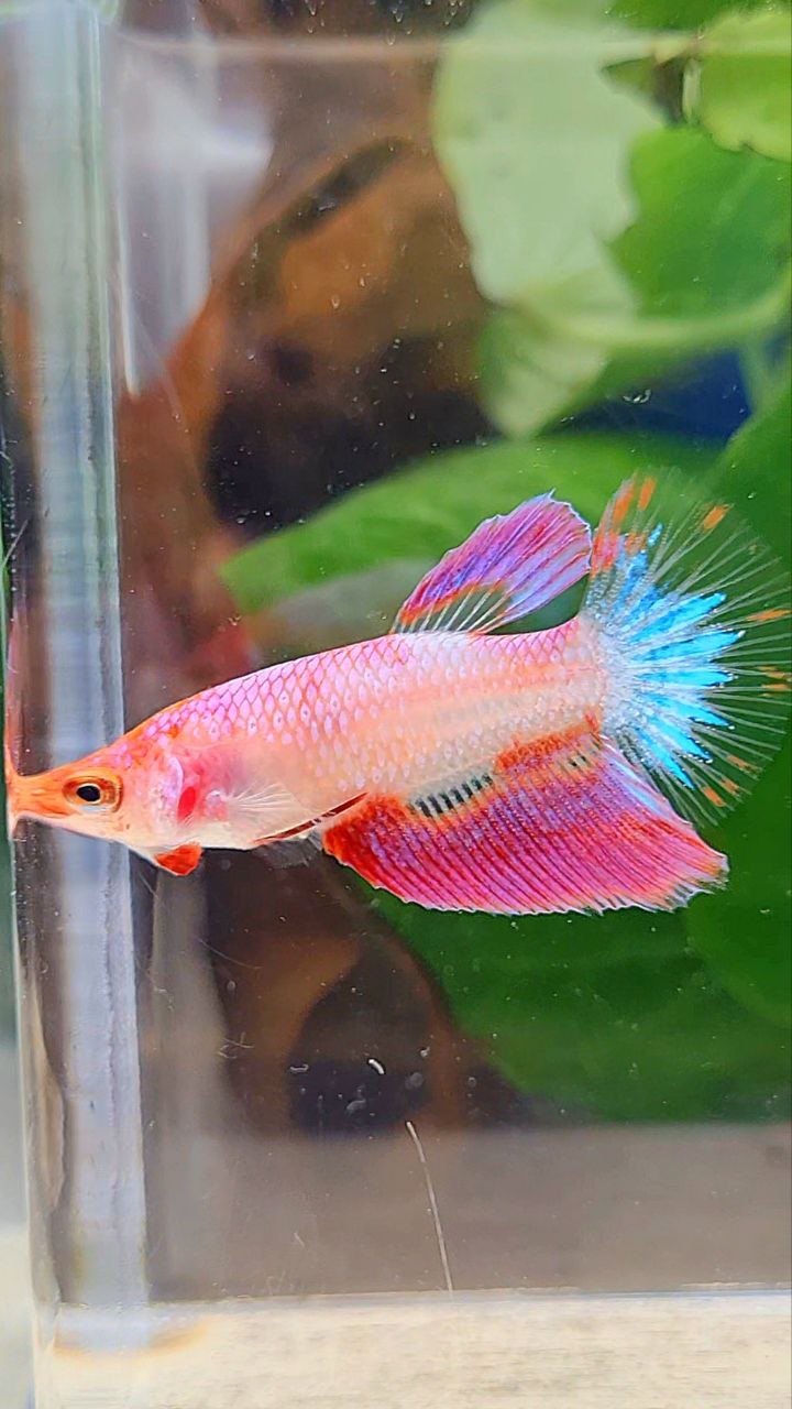 FEMALE HALFMOON PINK AOC UNIQUE BETTA FISH