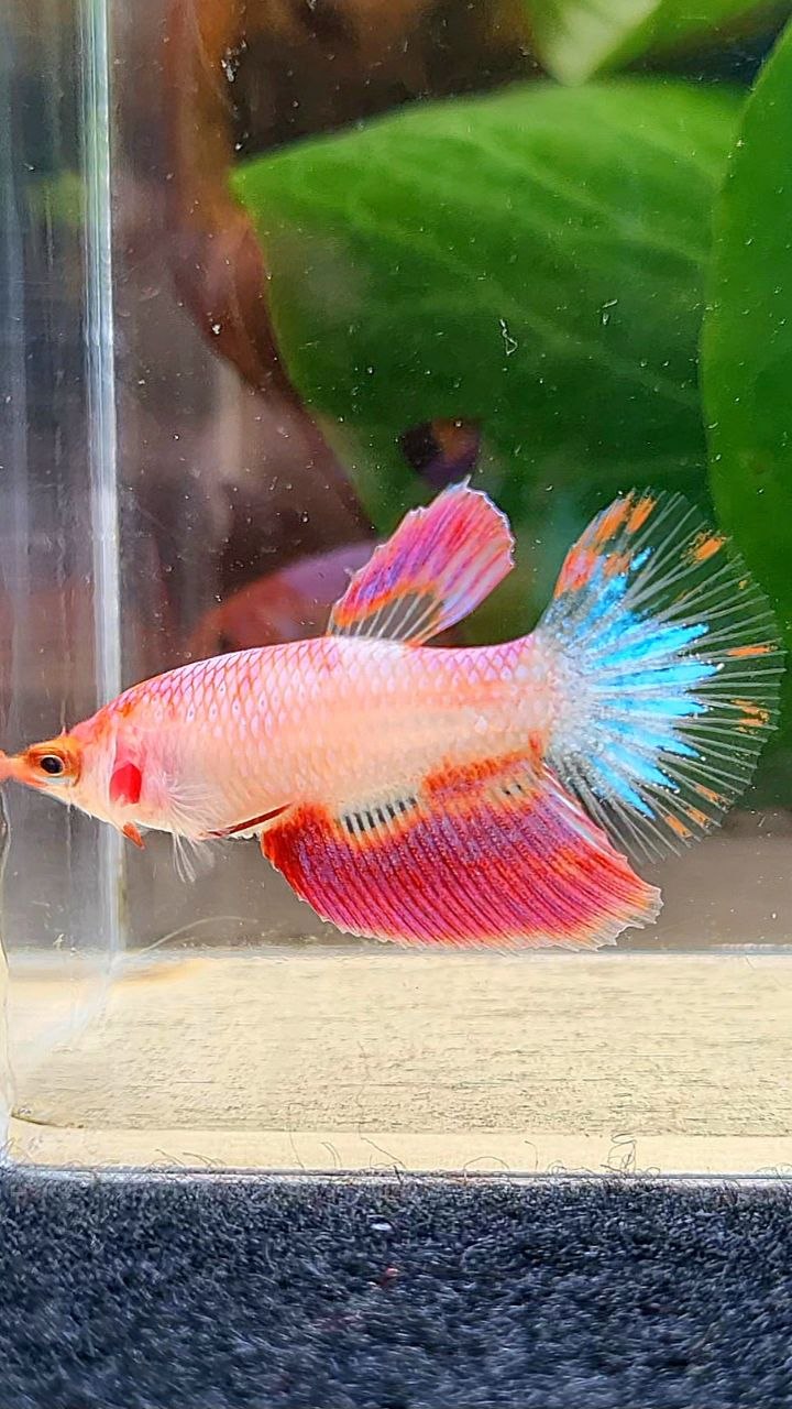 FEMALE HALFMOON PINK AOC UNIQUE BETTA FISH