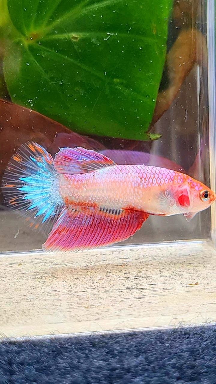FEMALE HALFMOON PINK AOC UNIQUE BETTA FISH