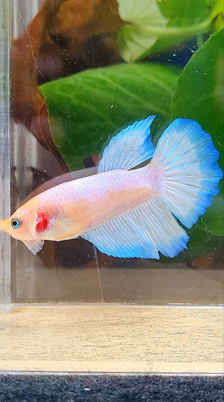 FEMALE HALFMOON WHITE BLUE RIM BETTA FISH