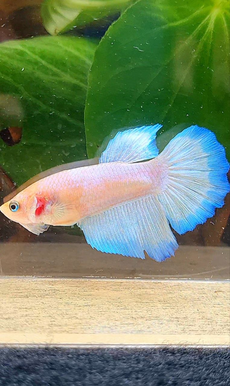 FEMALE HALFMOON WHITE BLUE RIM BETTA FISH