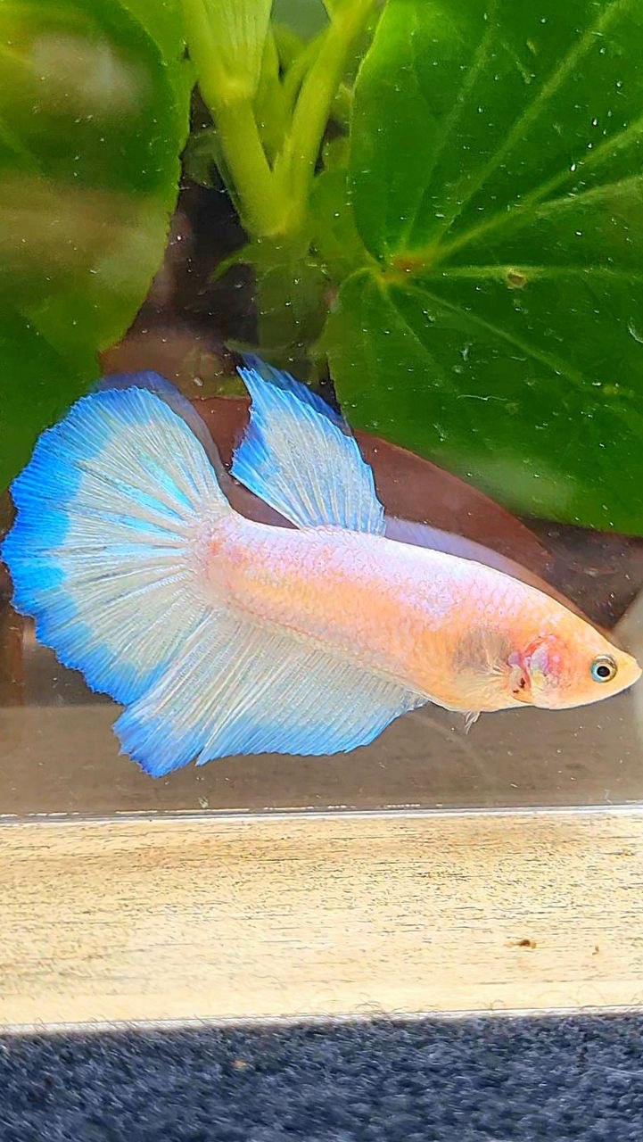 FEMALE HALFMOON WHITE BLUE RIM BETTA FISH