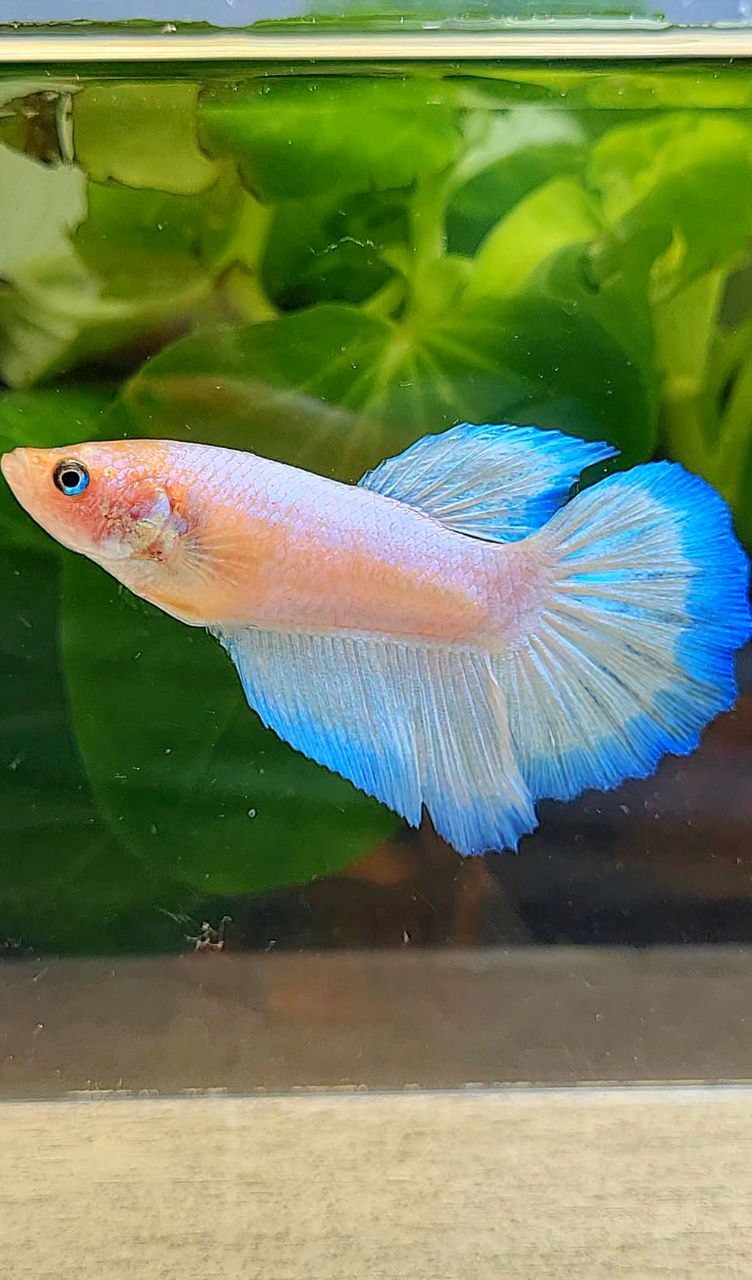 FEMALE HALFMOON WHITE BLUE RIM BETTA FISH