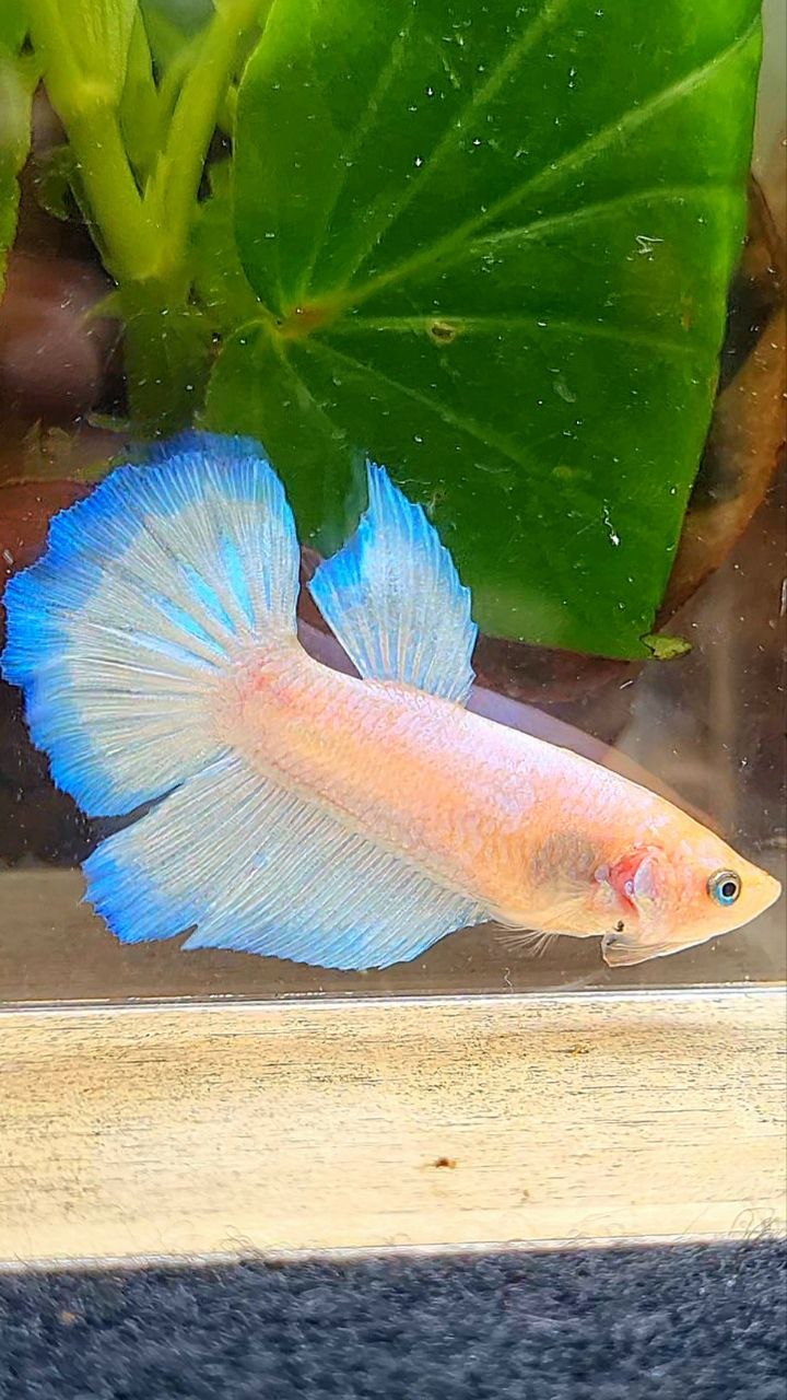 FEMALE HALFMOON WHITE BLUE RIM BETTA FISH