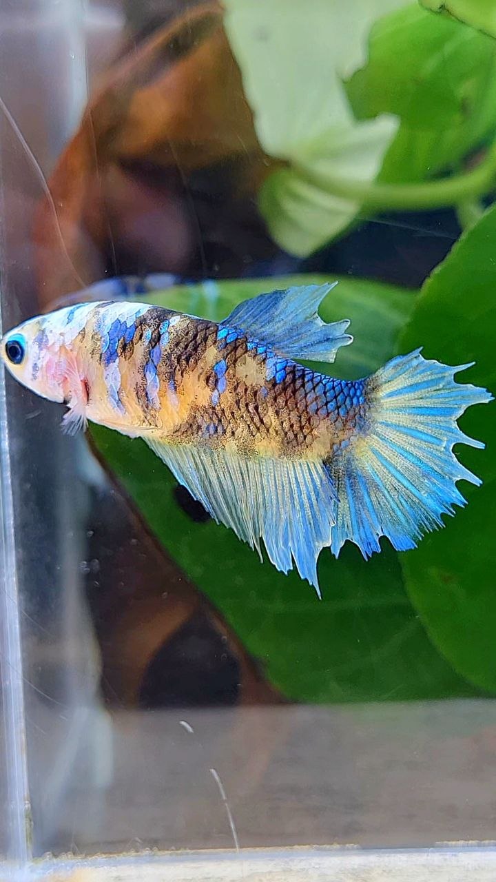 FEMALE HALFMOON YELLOW KOI GALAXY BETTA FISH