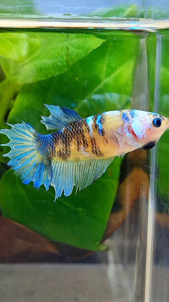 FEMALE HALFMOON YELLOW KOI GALAXY BETTA FISH