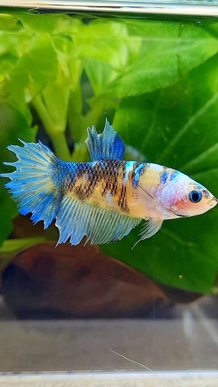 FEMALE HALFMOON YELLOW KOI GALAXY BETTA FISH