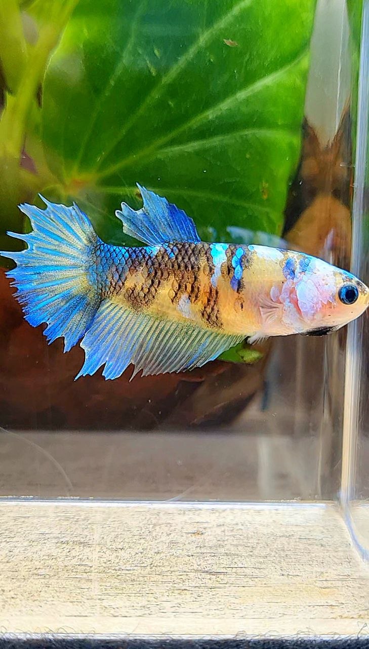 FEMALE HALFMOON YELLOW KOI GALAXY BETTA FISH