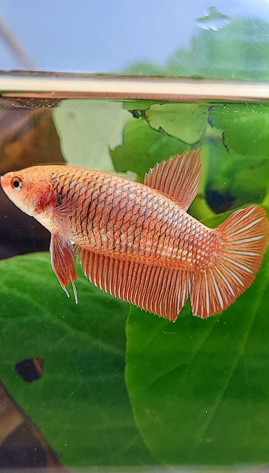 FEMALE HMPK RED FANCY BETTA FISH