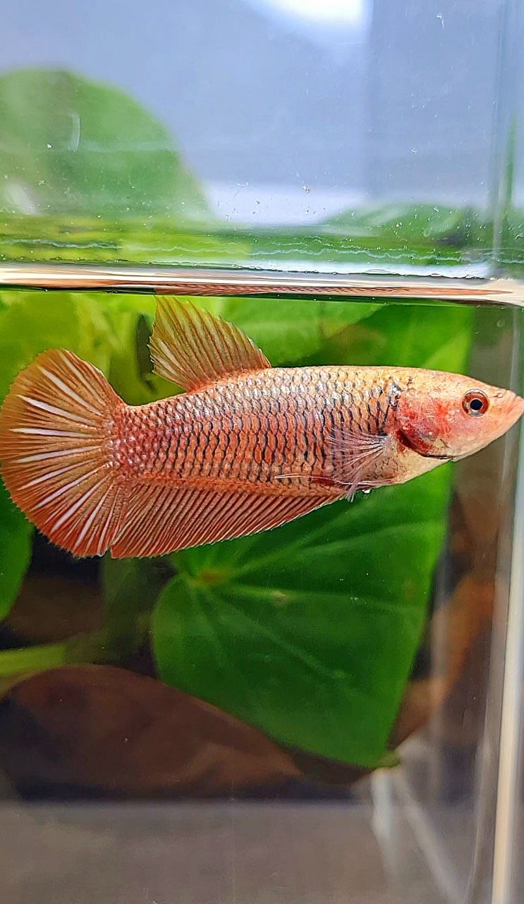 FEMALE HMPK RED FANCY BETTA FISH