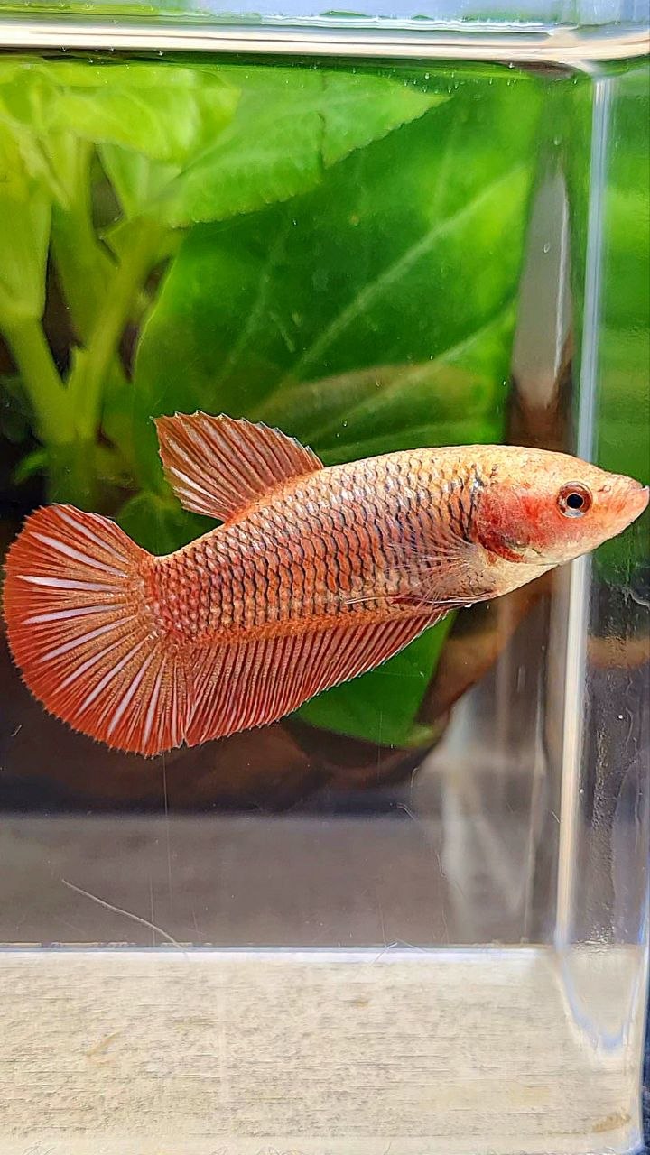 FEMALE HMPK RED FANCY BETTA FISH
