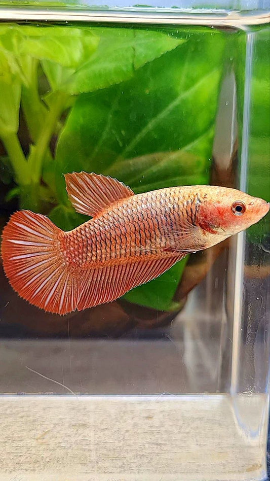 FEMALE HMPK RED FANCY BETTA FISH