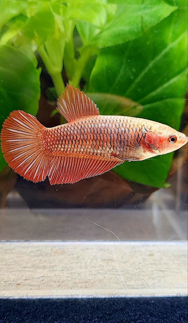 FEMALE HMPK RED FANCY BETTA FISH