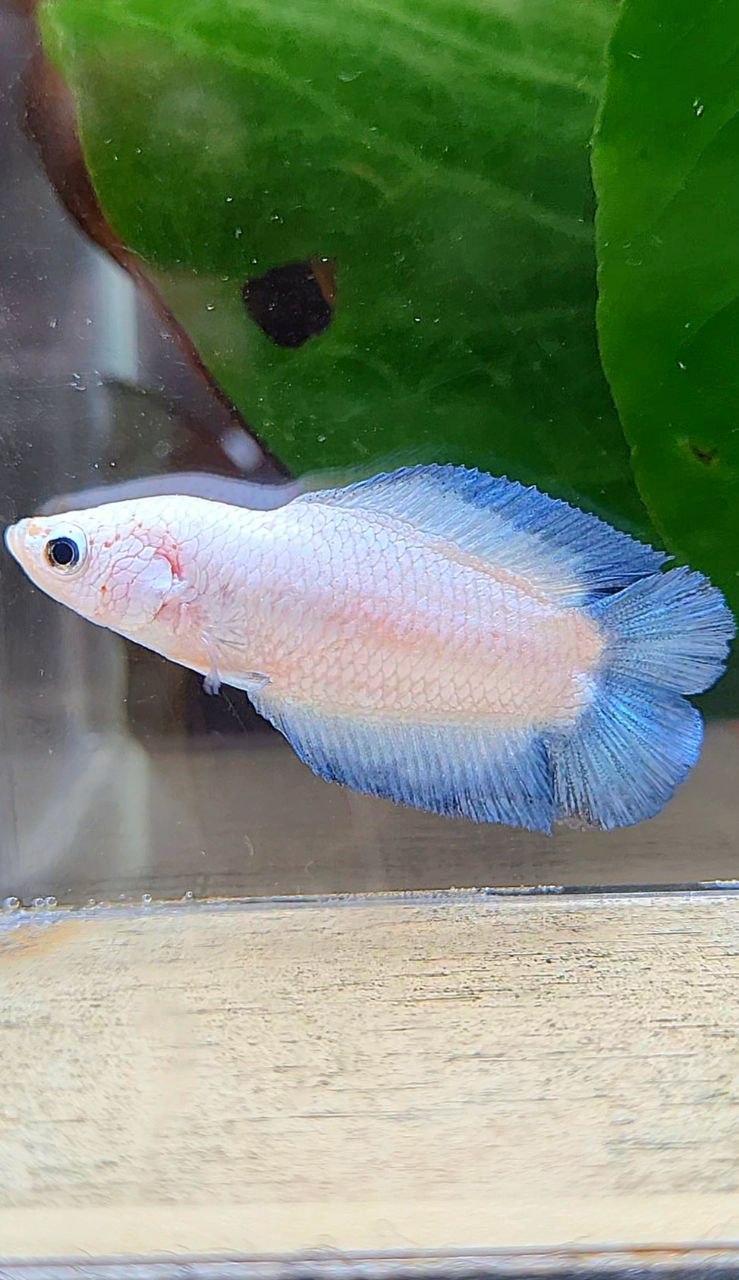 FEMALE PLAKAT DOUBLE TAIL BLUE RIM BETTA FISH