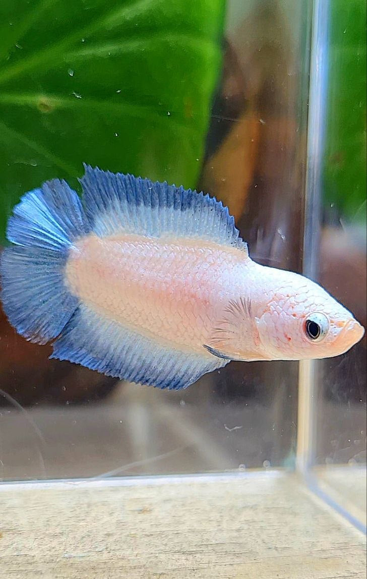 FEMALE PLAKAT DOUBLE TAIL BLUE RIM BETTA FISH