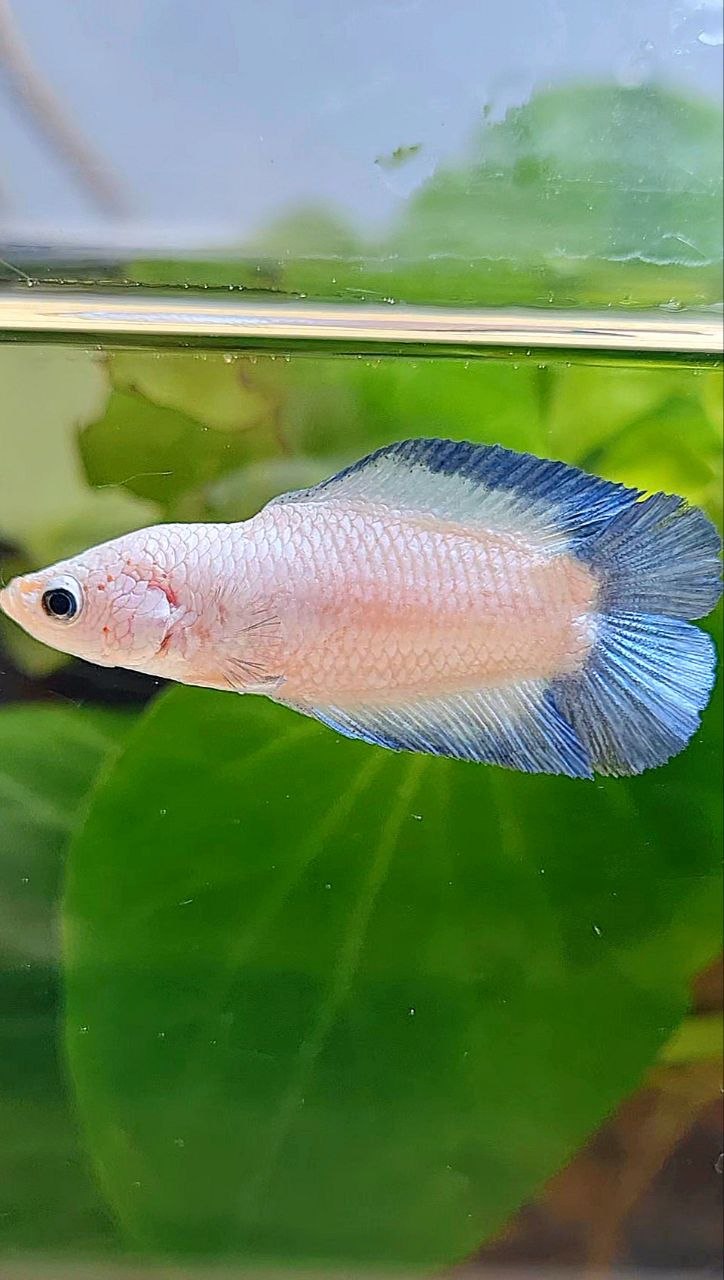 FEMALE PLAKAT DOUBLE TAIL BLUE RIM BETTA FISH