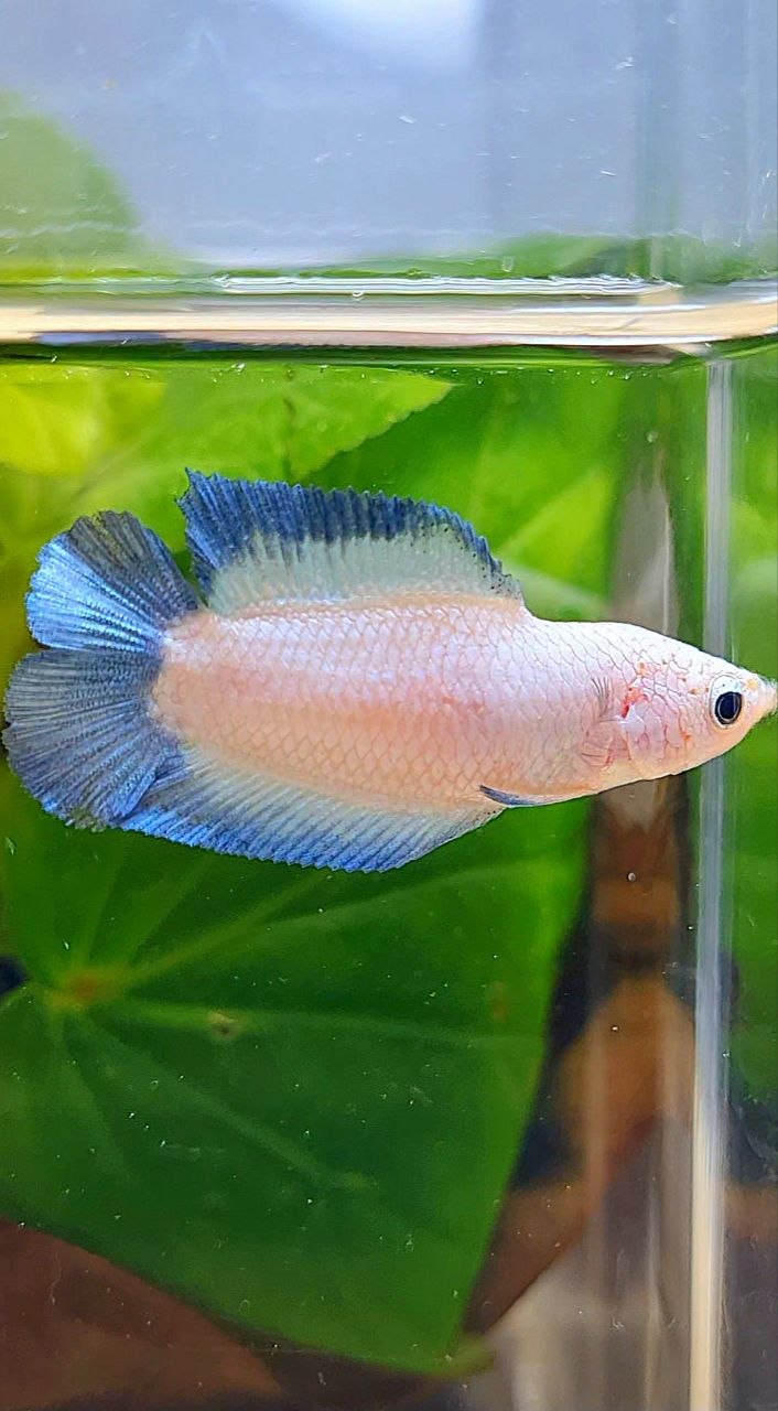 FEMALE PLAKAT DOUBLE TAIL BLUE RIM BETTA FISH