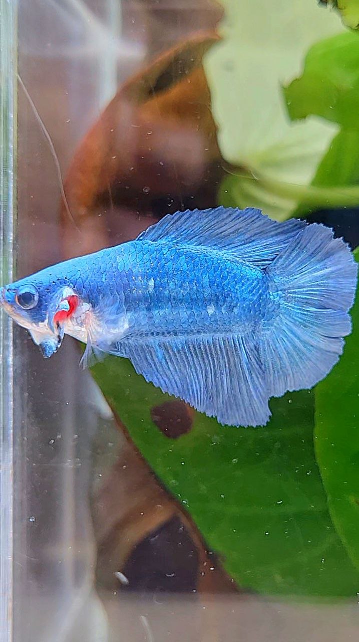 FEMALE HALFMOON DOUBLE TAIL BLUE BETTA FISH