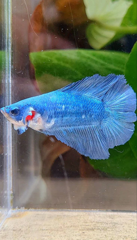 FEMALE HALFMOON DOUBLE TAIL BLUE BETTA FISH