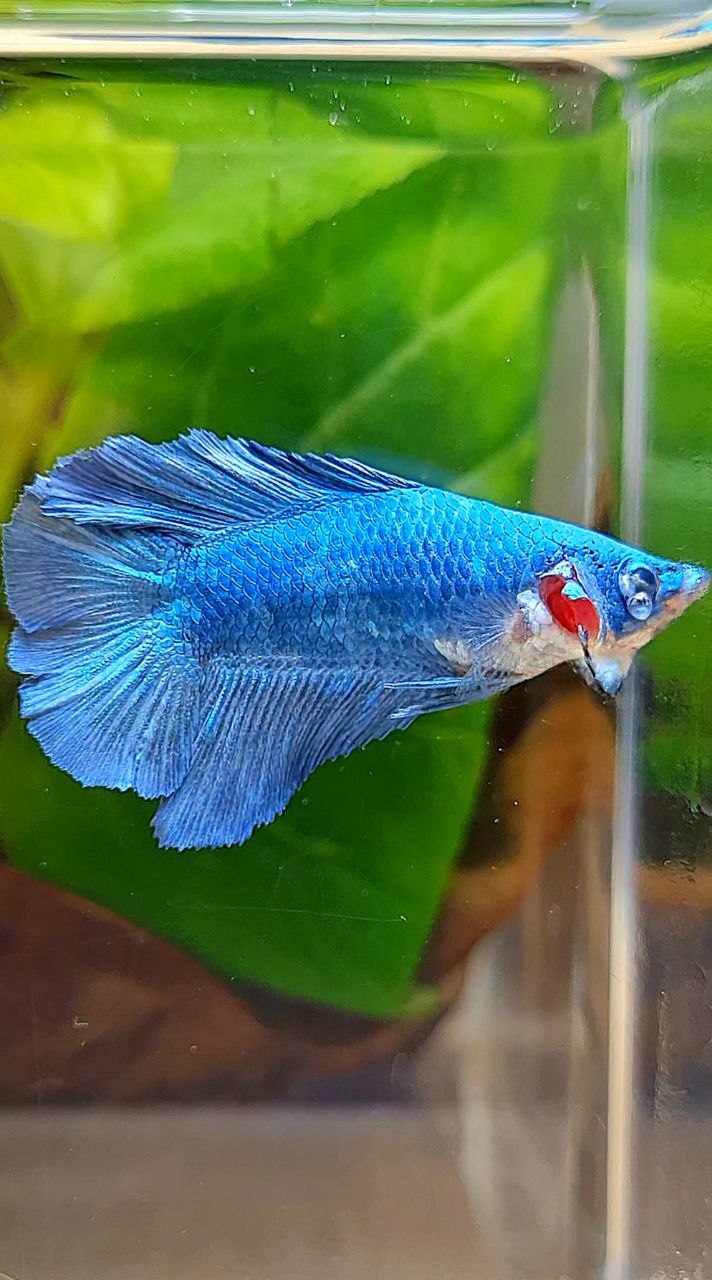 FEMALE HALFMOON DOUBLE TAIL BLUE BETTA FISH