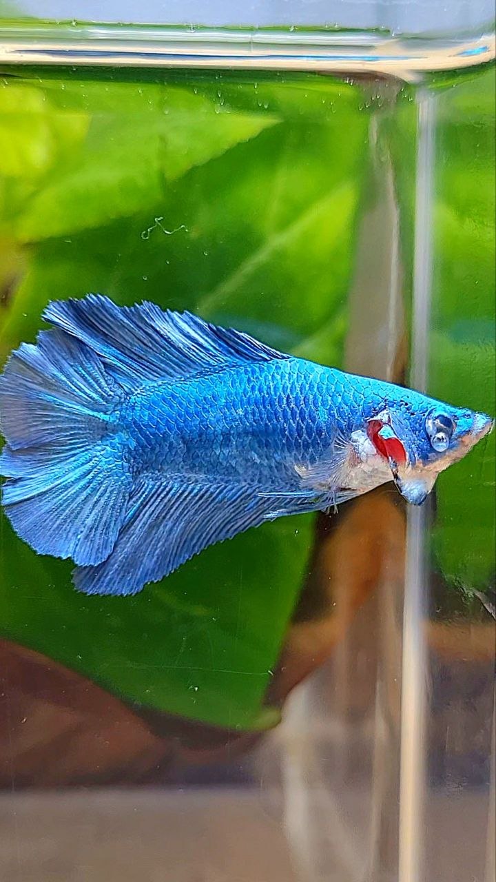 FEMALE HALFMOON DOUBLE TAIL BLUE BETTA FISH