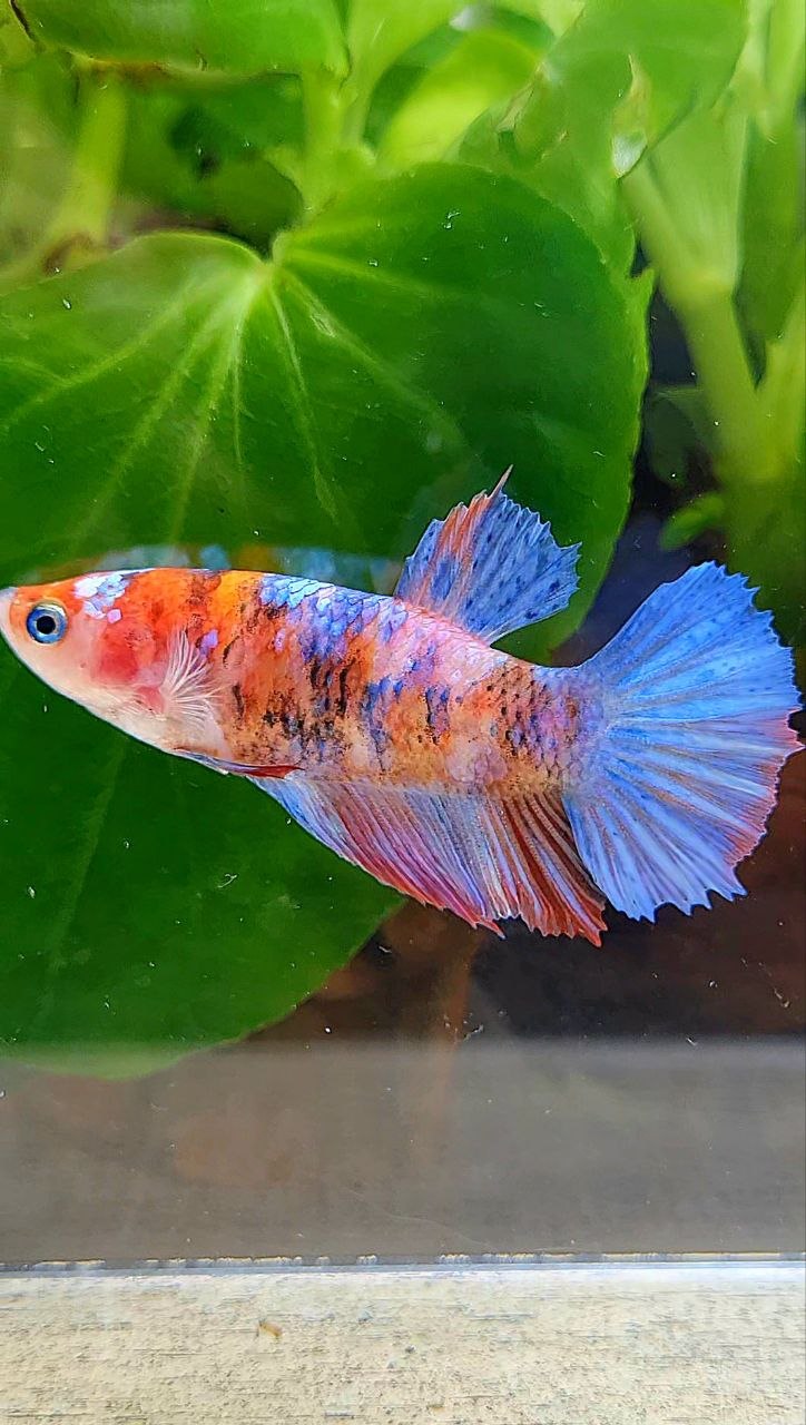FEMALE HALFMOON GALAXY MULTICOLOR BETTA FISH