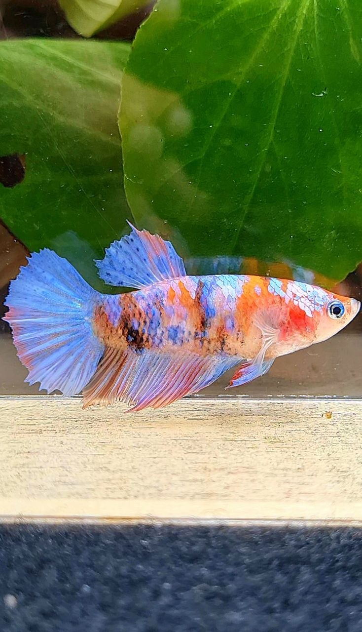 FEMALE HALFMOON GALAXY MULTICOLOR BETTA FISH