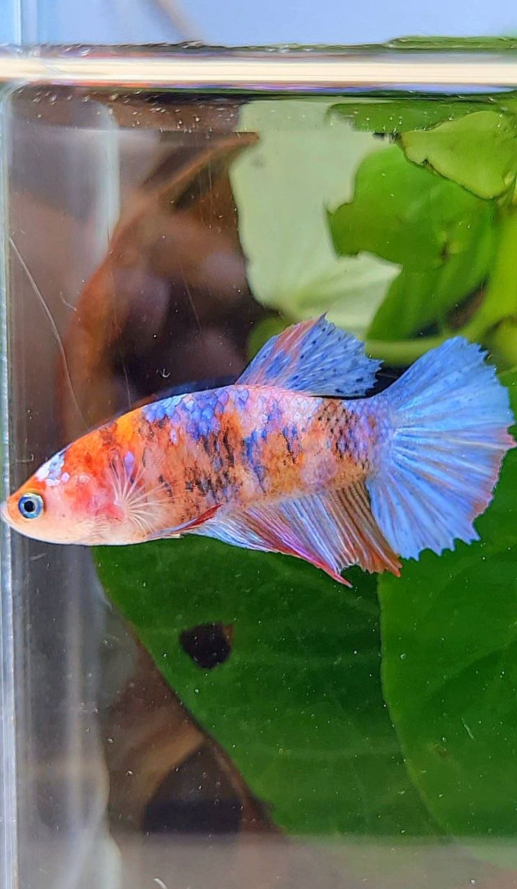 FEMALE HALFMOON GALAXY MULTICOLOR BETTA FISH