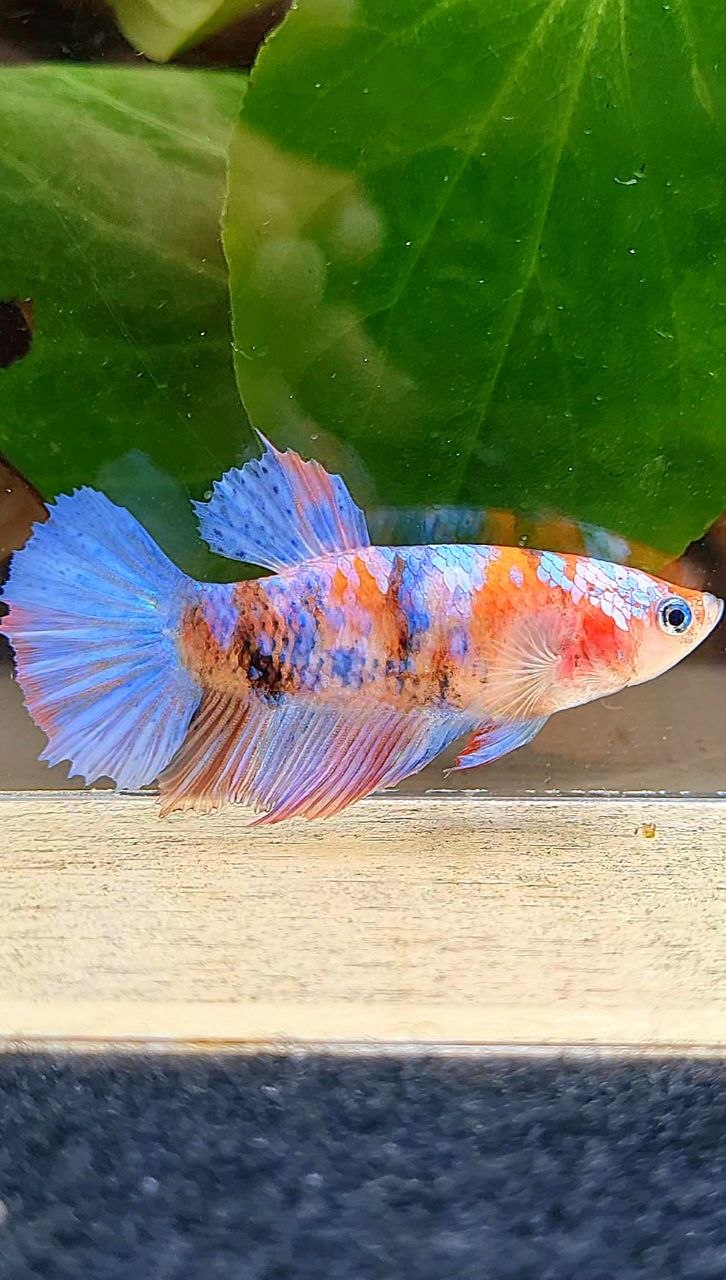FEMALE HALFMOON GALAXY MULTICOLOR BETTA FISH